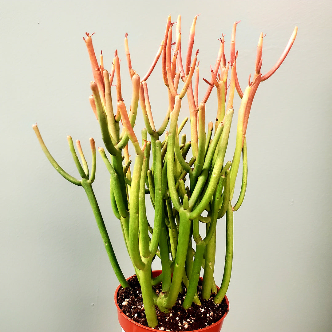 Plant Spotlight: Euphorbia Firesticks