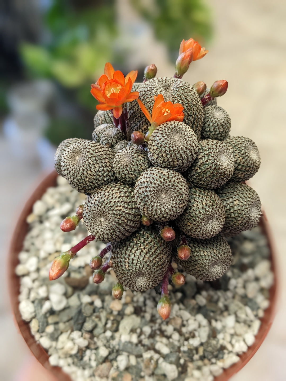 rebutia heliosa cactus with orange flowers