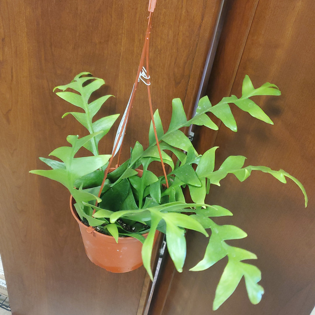6" Shark Fin Epiphyllum