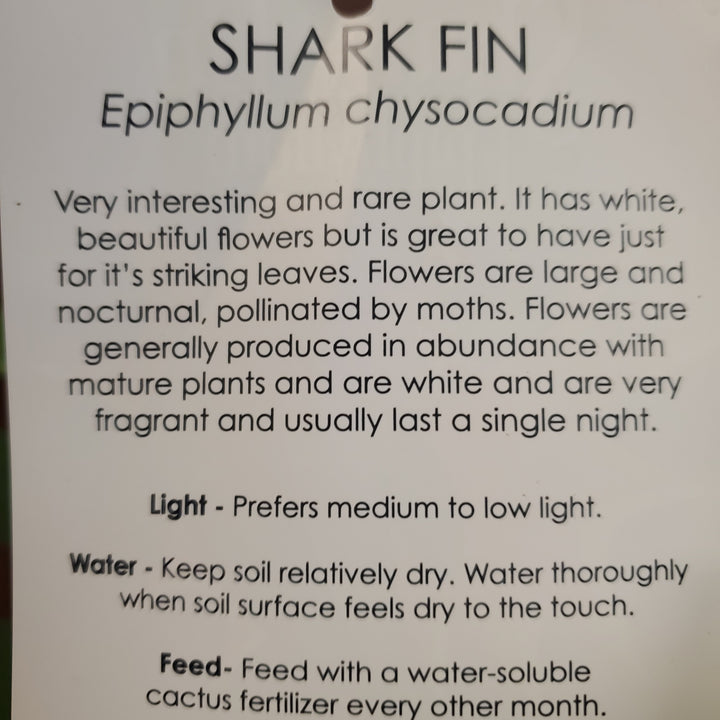 6" Shark Fin Epiphyllum