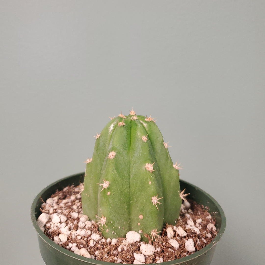 4" San Pedro Cactus