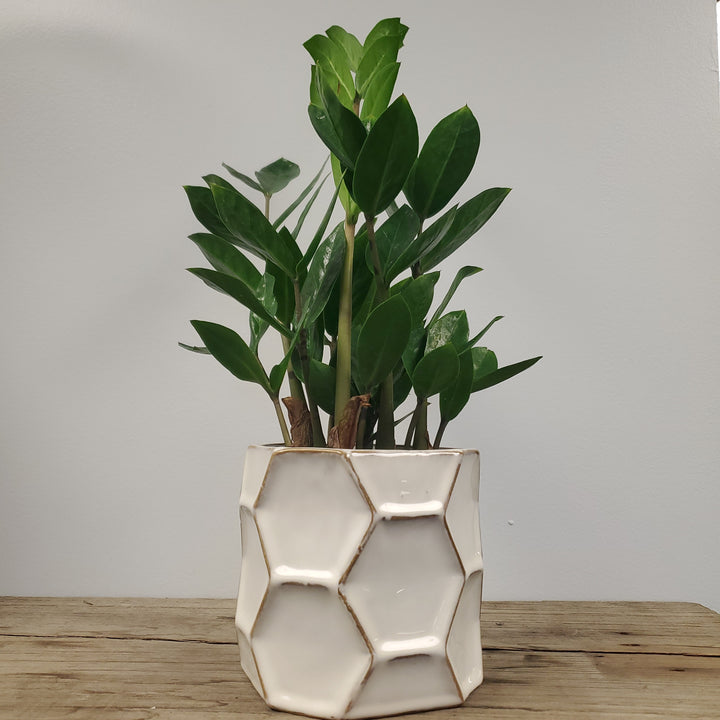 Jabi Pot 5”