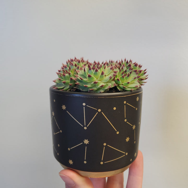 Universe Pot