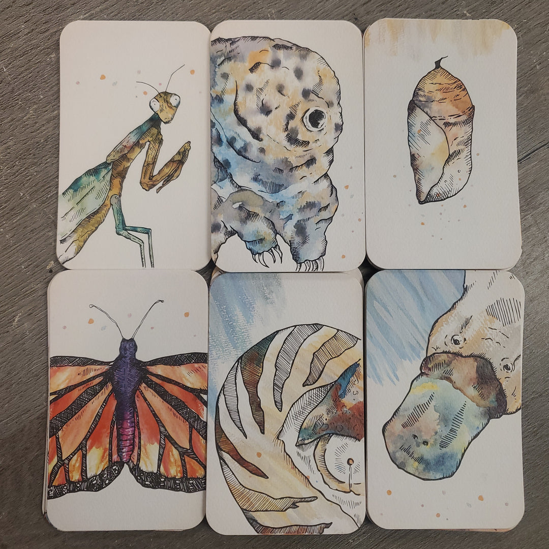 Fauna Manifestation Card Deck