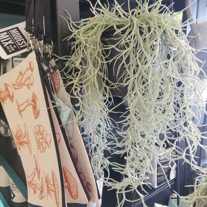 Spanish Moss Clump