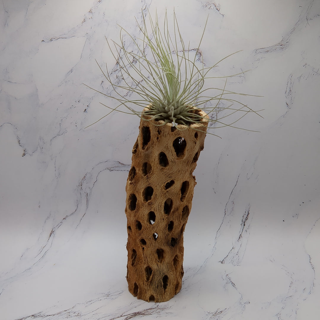 Airplant Cholla Wood