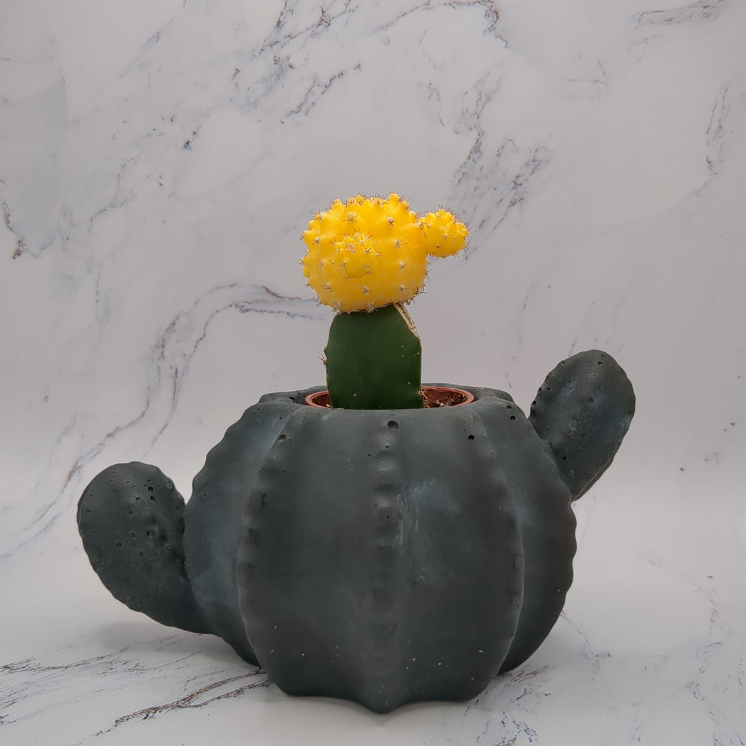 Cactus Pot - Black