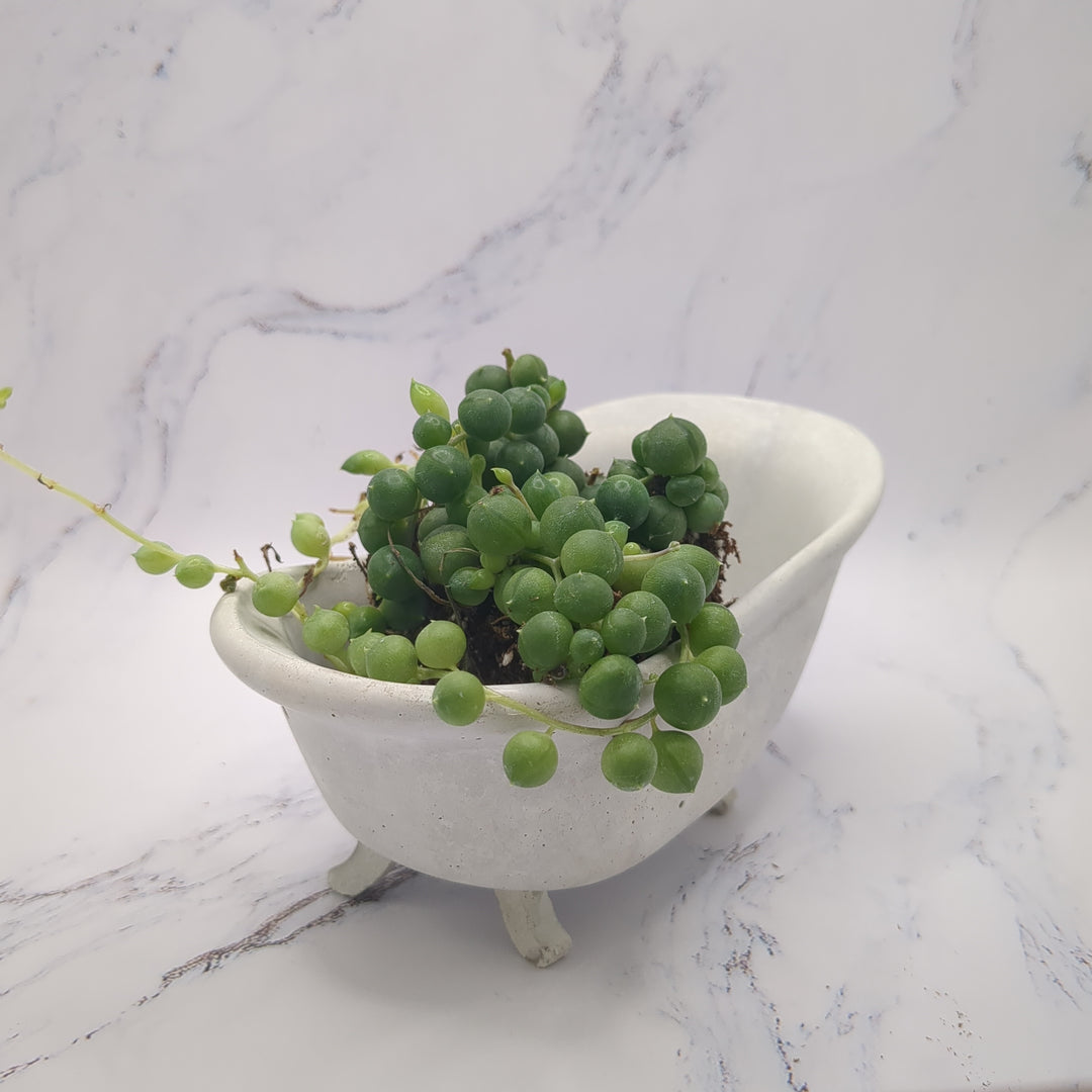 Bathtub Concrete Pot