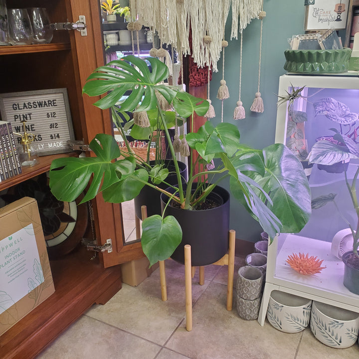 Uppwell Indoor Plant Stand