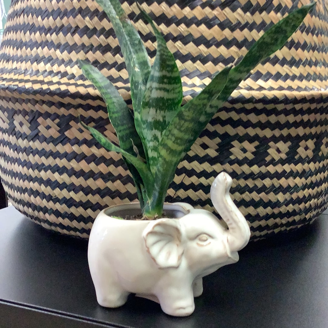 Small Elephant Planter - The Boho Succulent