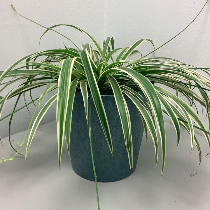 Novelty 7.5” - Slate - The Boho Succulent