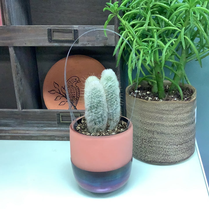 Kaleido Pot