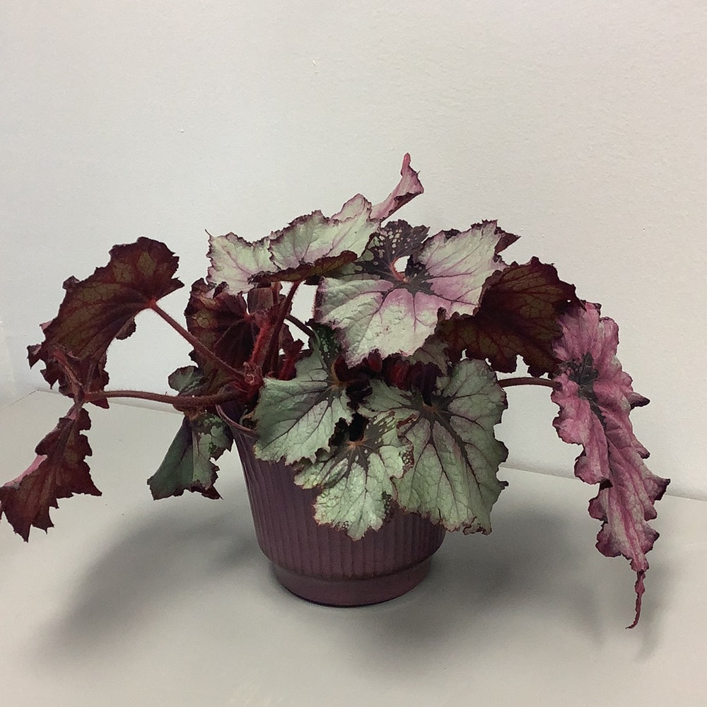 Robert Allen Stormy Purple 8 inch planter - The Boho Succulent
