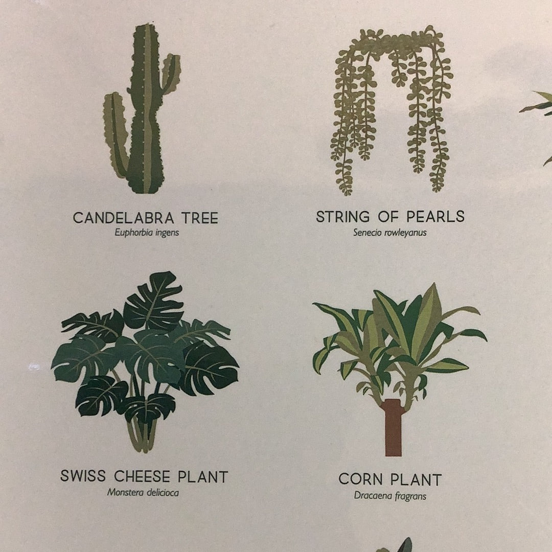 Houseplant botanical illustration art print - The Boho Succulent