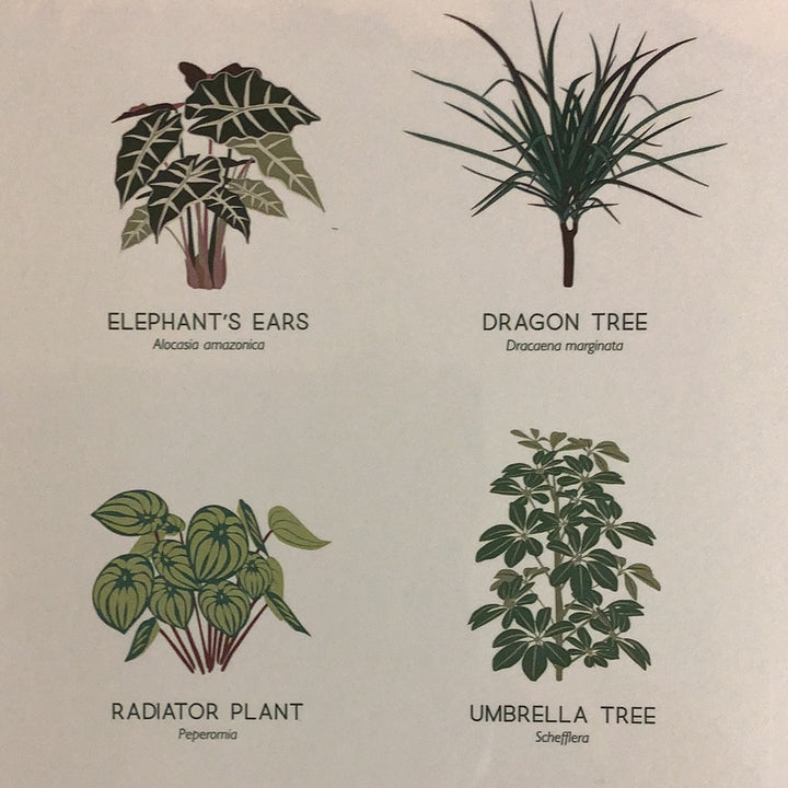 Houseplant botanical illustration art print - The Boho Succulent