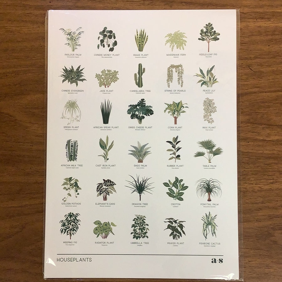 Houseplant botanical illustration art print - The Boho Succulent